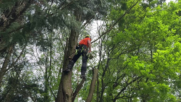 Best Hedge Trimming  in Avon, IN